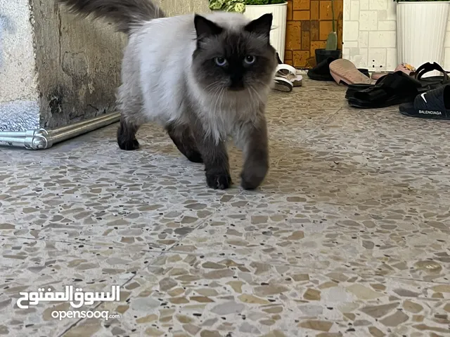 السلام وعليكم قط للبيع هملايا للبيع