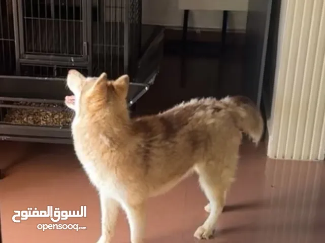 كلب هاسكي اليف جدا و لعوب العمر سنه تقريبا مطعم كل التطعيمات