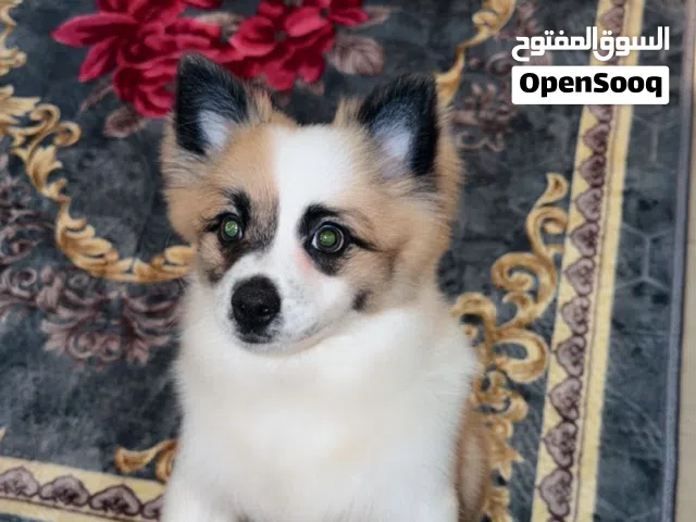 كلب ذكر بومرينين عمر 4 شهور لعوب كتير ولطيف