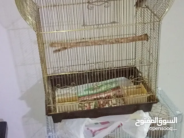 للبيع بلبول