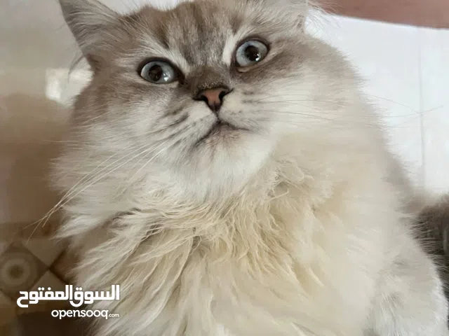 قطة أنثى بيضاء جميلة خليط سيامي شيرازي نظيفة وأليفة للبيع