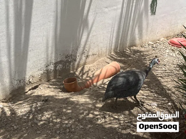 طاووس وديك فرنسي وطير حبش للبيع