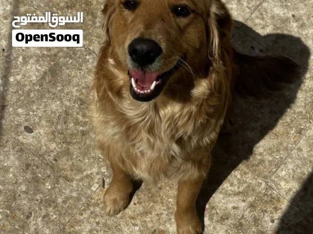 Golden Retriever