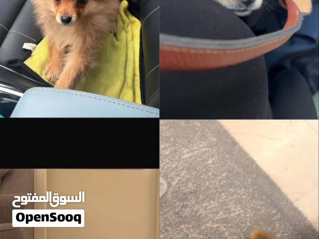 4Months old Pomeranian