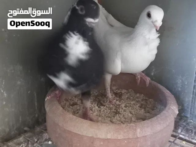 جوز للبيع نخب النخب صحة ونظافة