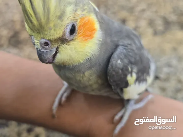 كوكتيل للبيع