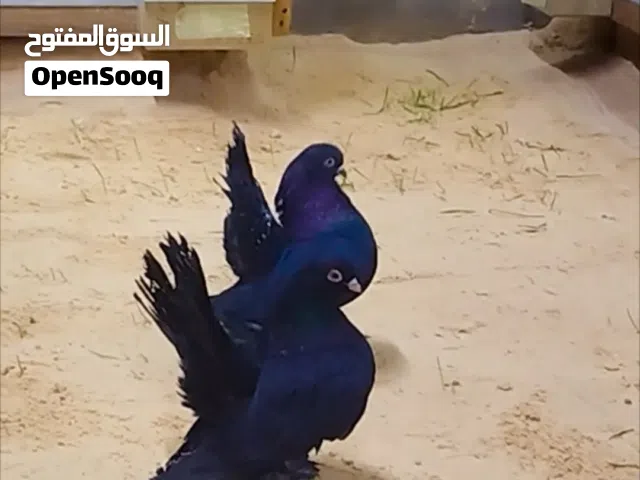 ربي يبارك للبيع كوبيه روسي بلاك مصوقرة مواصفات قويه سعرها 1600