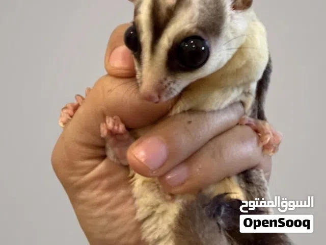 شوقر قلايدر sugar glider
