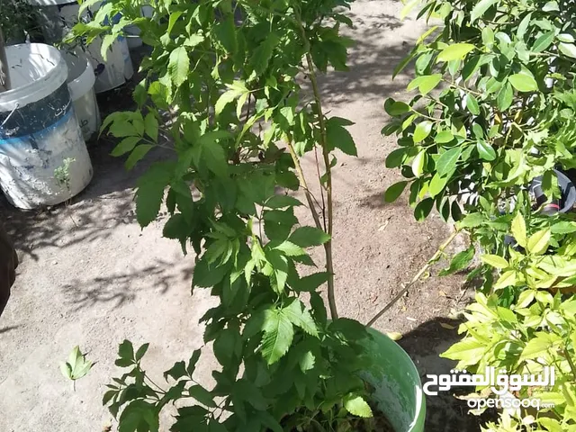 Garden Mantince New Garden Flower and Trees Grass cuting