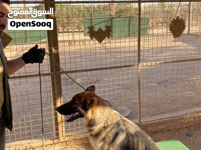 انثى جيرمن وورك لاين مدربة للبيع بسعر مناسب  ذكر مالتيز تيرير  و ذكر بچ