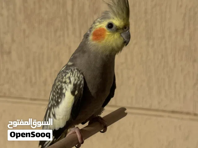 كروان للبيع