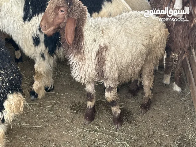 اضاحي للبيع