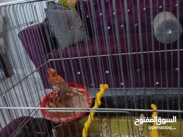 طيرة كنار للبيع