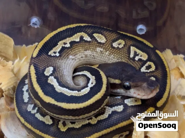 أفعى/ثعبان بول بايثون ball python snake