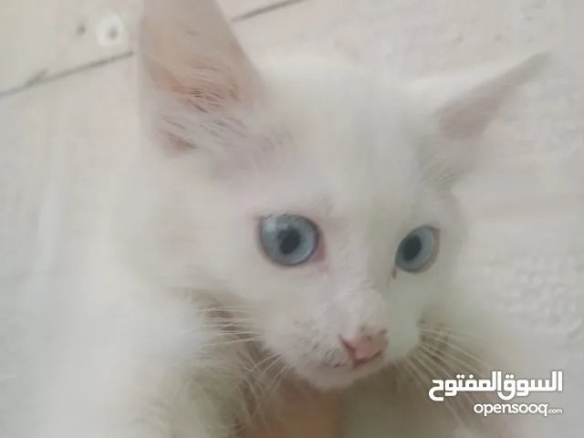 قطط للبيع شراز