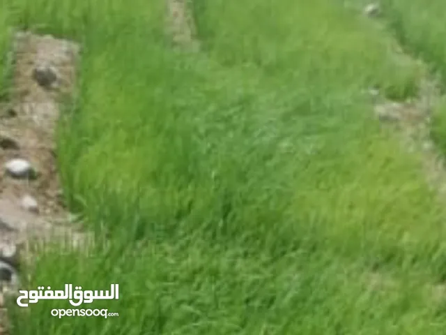 للبيع نشح جاهز للزراعه