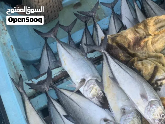 لياخ خيط 24 رغب 150 عين ثمانيات 5 إنش ليوخ ماخذوات جدد مكده بسيطه 5قطع فيتامينات