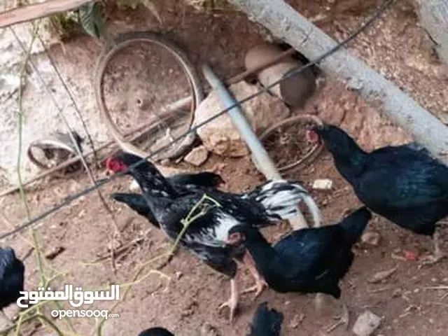 صيصان باكستاني وبراهمي وفارسي ماركا الجنوبيه البيع بدون الدجاجه