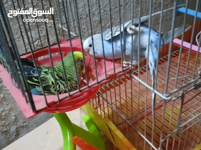 جوز عصفير حب
