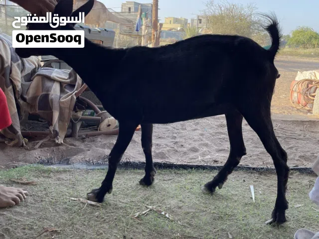 للبيع عنز ضفاريه