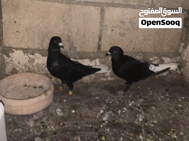 جوز عبسي + جوز زواجل معهم فرك