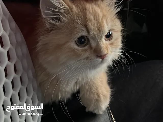 قط شيرازي العمر خمسة أشهر خالي من الأمراض حبوب ولعوب ولطيف جداً
