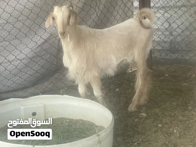 تيس حولي عمره سنه واكثر