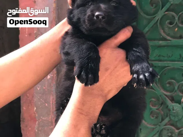 جراوي جيرمن و رويل بلاك