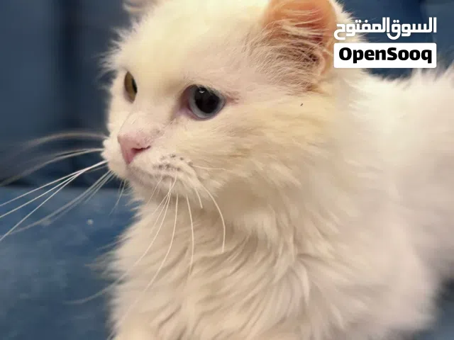 Persian Cat for adoption