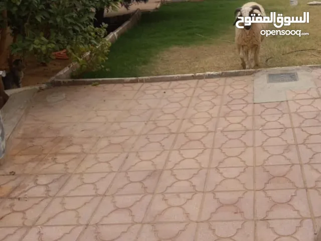Residential Land for Sale in Tripoli Tajura