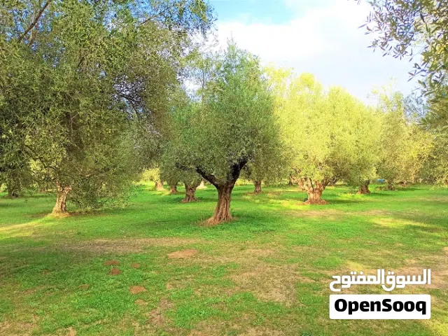 ارض زراعيةللبيع موقع متميز ومطل تصلح للمزارع والاستراحات