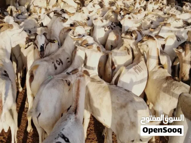 Goat and sheep