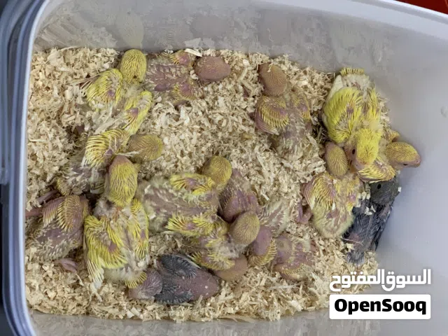 للبيع فروخ لوف بيرد