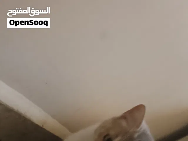 قطه بلديه انثى التجاوز التبني