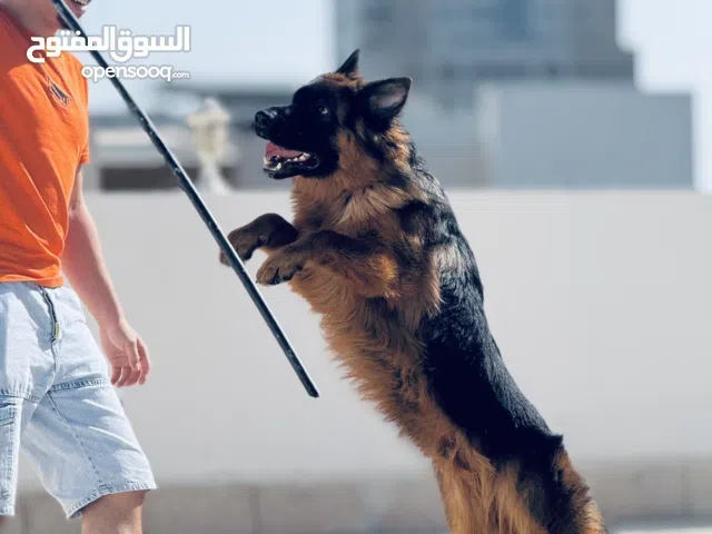 جيرمن شيبرد بيور متاح (للزواج) العمر سنتين تقليب عالي شو لاين ومتاح في الشارقه