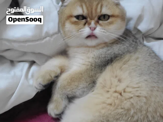 قطة انثى سكوتش فولد مستوى عالي طالبه تزاوج