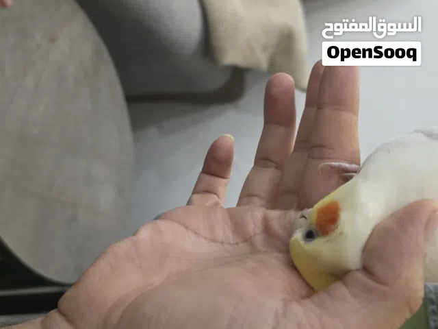 كروان كوكتيل للبيع