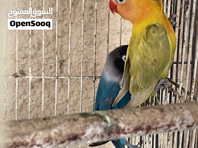 فيشر للبيع السعر حسب لون