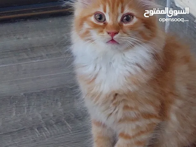 قطط جميله منوعه مكس شانشيلا سكوتس فولد مع بلدي