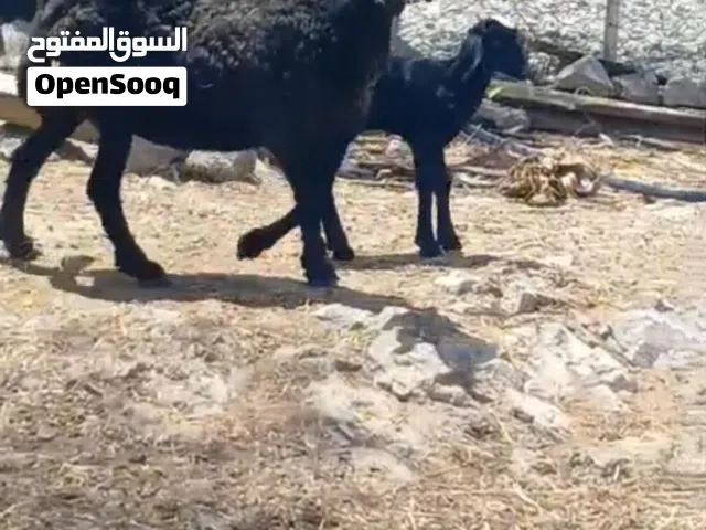 للبيع جاعده ماشالله تحتها كبش