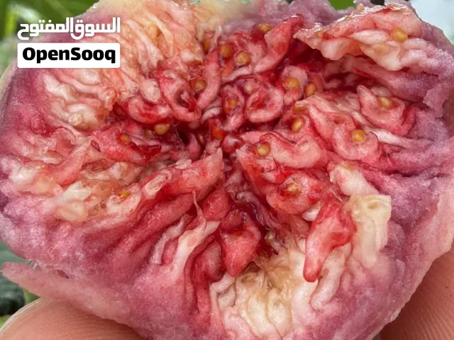 تين صنف ممتاز حجم وطعم وغزارة