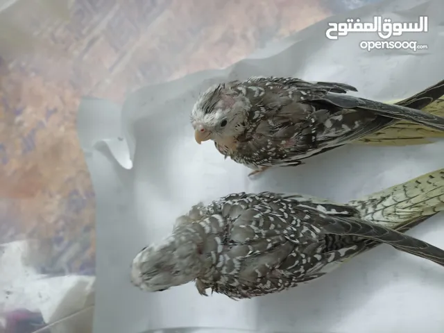 كوكتيل انكليزي من انتاجي