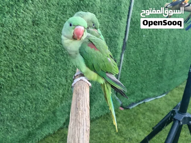 مطلوب ببغاء اي نوع للتبني