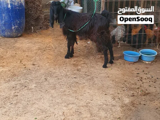 السلام عليكم جدي ماشاء الله عز ماتربط  متاح طرابلس زناته