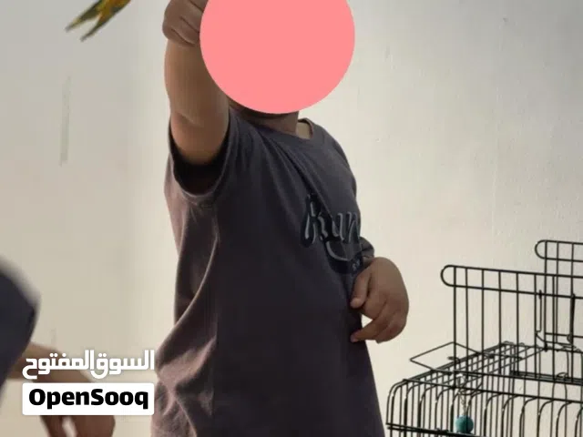 للبيع ببغاء لوري يتكلم ومتدرب عدل