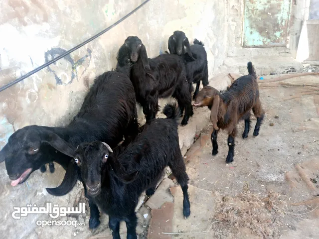 ماعز شعاري للبيع لحم ومقنوي كفالة