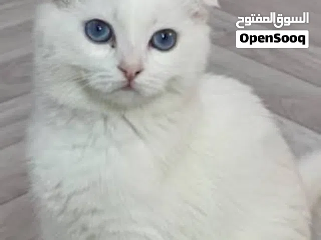 كتن سكتش فولدكتن سكوتش فولد بيور  ابيض ناصع ذكر  اذنين  مطويات ليس للتبني فقط التبني  بسعر رمزي بسيط