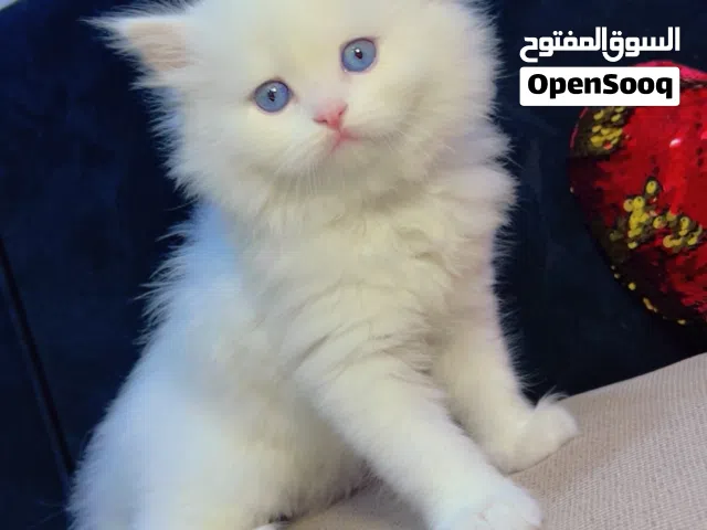 قطط هملاي عمر شهرين