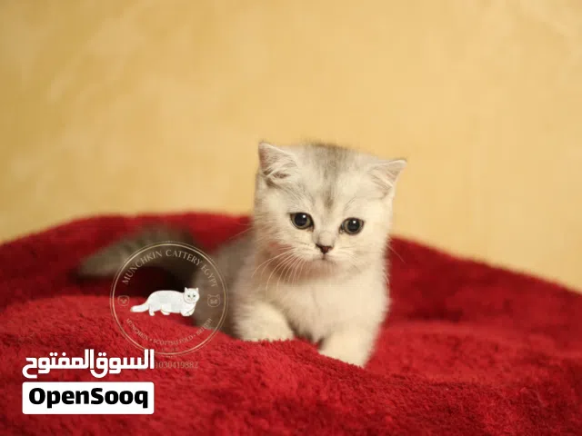 British shorthair/scottish fold بريتيش شورت هير/ سكوتش فولد