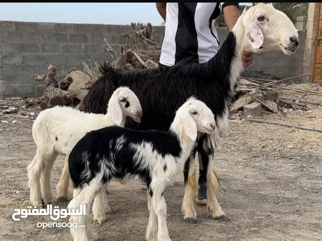 جاعده نجديه راهيه مع اولادها كبش وحمله والام عشار من فحل نجدي فاخر